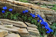 80 Genzianella di primavera o genziana primaticcia (Gentiana verna)